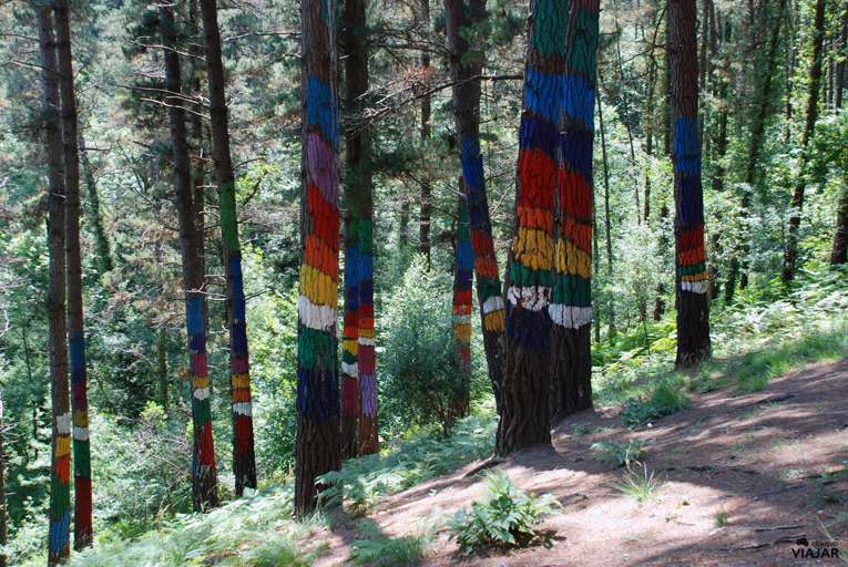 Bosque de Oma Bosque de Oma