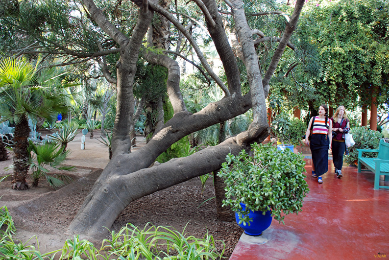 Jardín Majorelle. Marrakech Jardín Majorelle. Qué ver en Marrakech