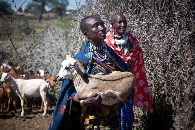 Cabras que cambian la vida de las viudas maasai en Tanzania Cabras que cambian la vida de las viudas maasai en Tanzania