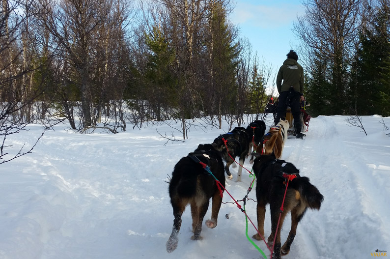 Adentrándonos en el bosque. Trineo de perros. Laponia noruega Adentrándonos en el bosque. Trineo de perros. Laponia noruega