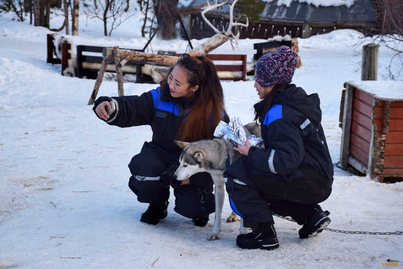 Imposible resistirse a hacerse una foto. Trineo de perros. Laponia noruega Imposible resistirse a hacerse una foto. Trineo de perros. Laponia noruega