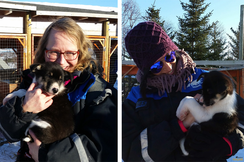 Jugando con los cachorros. Trineo de perros. Laponia noruega Jugando con los cachorros. Trineo de perros. Laponia noruega