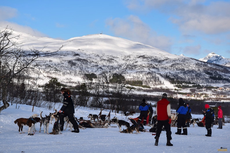 Listos para la travesía. Trineo de perros. Laponia noruega Listos para la travesía. Trineo de perros. Laponia noruega