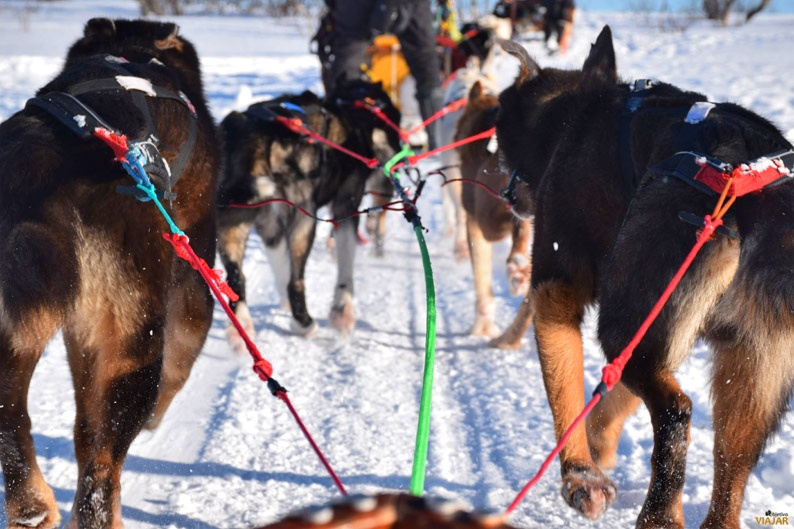 Los perros, los grandes protagonistas de esta experiencia en la Laponia noruega Los perros, los grandes protagonistas de esta experiencia en la Laponia noruega
