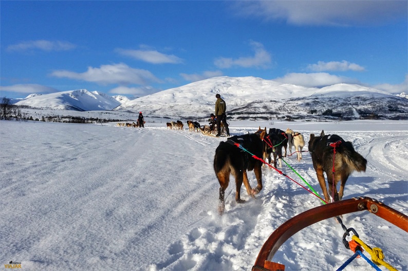 Trineo tirado por perros. Laponia noruega Trineo tirado por perros. Laponia noruega