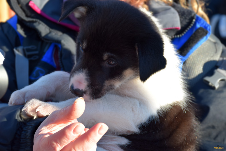 Un adorable cachorro. Trineo de perros. Laponia noruega Un adorable cachorro. Trineo de perros. Laponia noruega