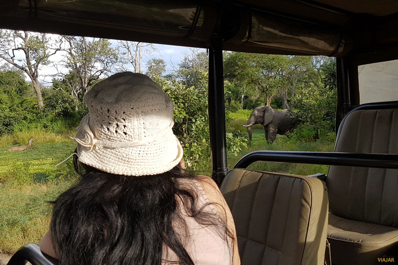 Fotografiando elefantes. South Luangwa National Park. Zambia Fotografiando elefantes. South Luangwa National Park. Zambia