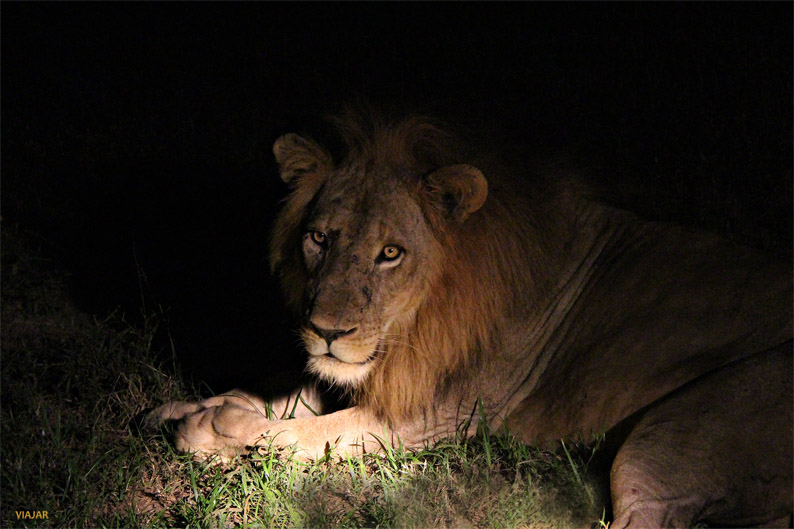 León. South Luangwa National Park. Zambia Leon. South Luangwa National Park. Zambia