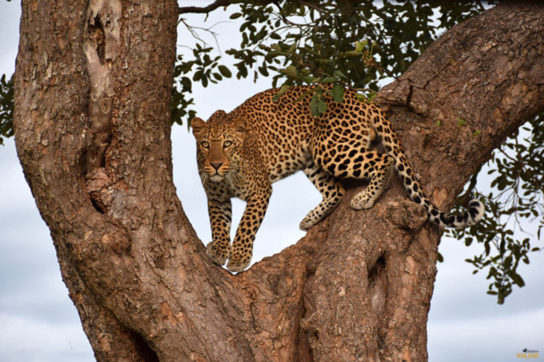 Leopardo. South Luangwa National Park. Zambia Leopardo. South Luangwa National Park. Zambia