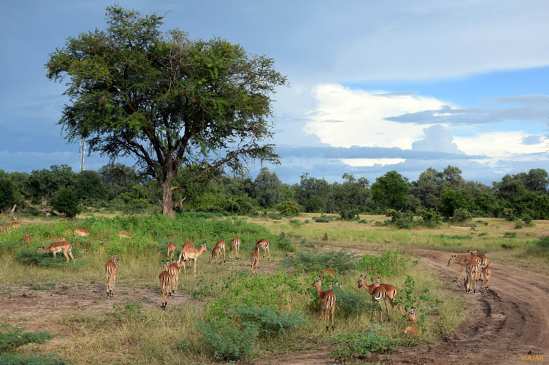 South Luangwa National Park. Zambia South Luangwa National Park. Zambia