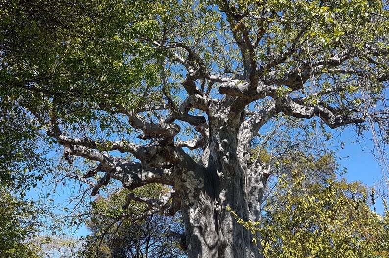 Baobab. Isla de Kwale. Safari Blue Baobab. Isla de Kwale. Safari Blue