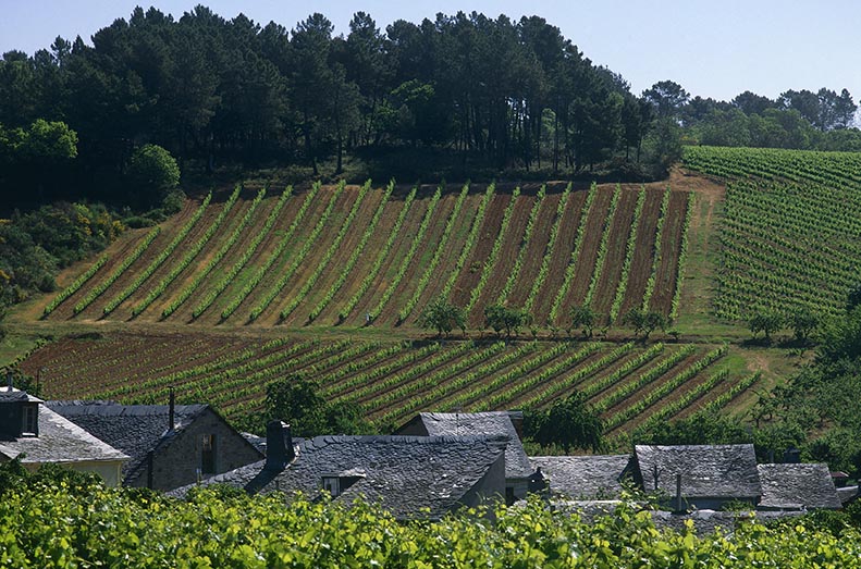 Enoturismo en la Denominacion de Origen Bierzo