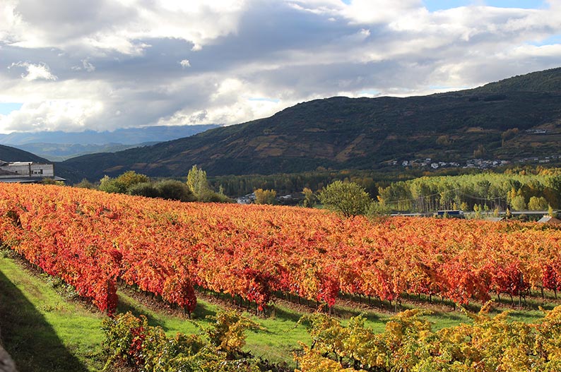 Viñedos de la DO Bierzo